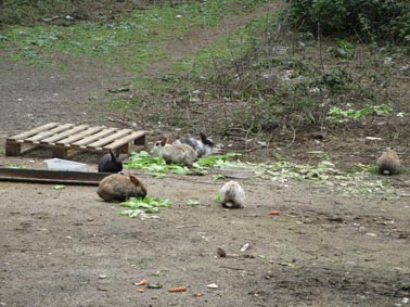 conigli-a-collina-volpi