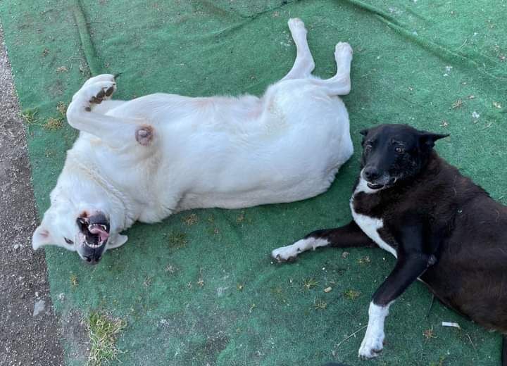 cani randagi istituto garibaldi