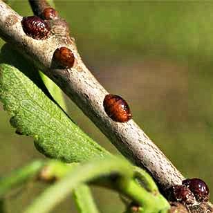 European-fruit-scale_teaser