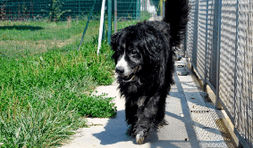 Canili Ponte Marconi